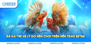 Đá gà tre và lý do nên chơi trên nền tảng Bet88