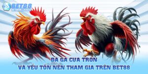 Đá gà cựa tròn và yếu tố nên tham gia trên Bet88