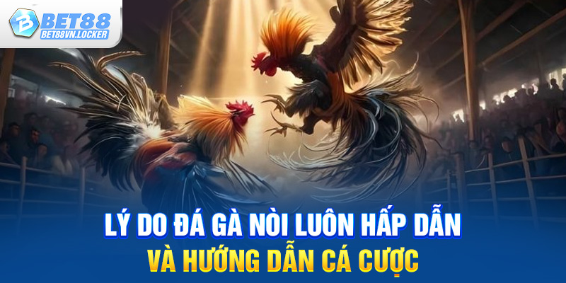 Lý do đá gà nòi luôn hấp dẫn và hướng dẫn cá cược